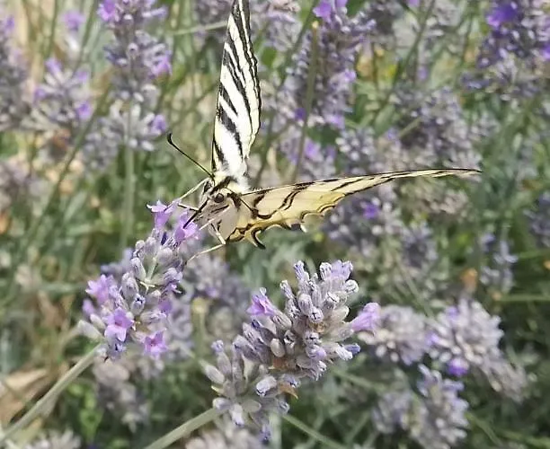 Verdon Allemagne-en-Provence